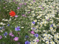 Large gardens